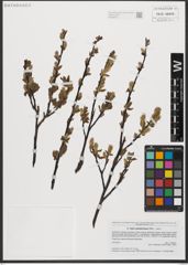 Foto von Salix waldsteiniana Willd.